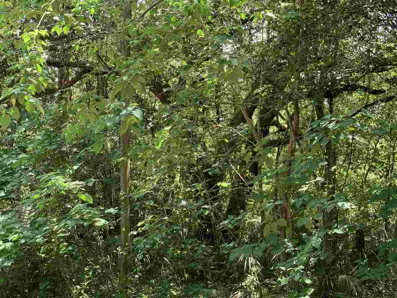 0 East Spring Place Perry, FL 32347 - Photo 2 of 5 Gallery Image 2