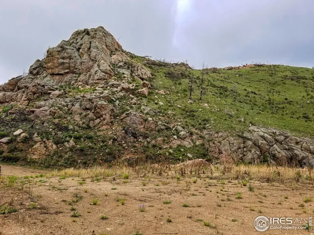 a view of a field with plants and trees