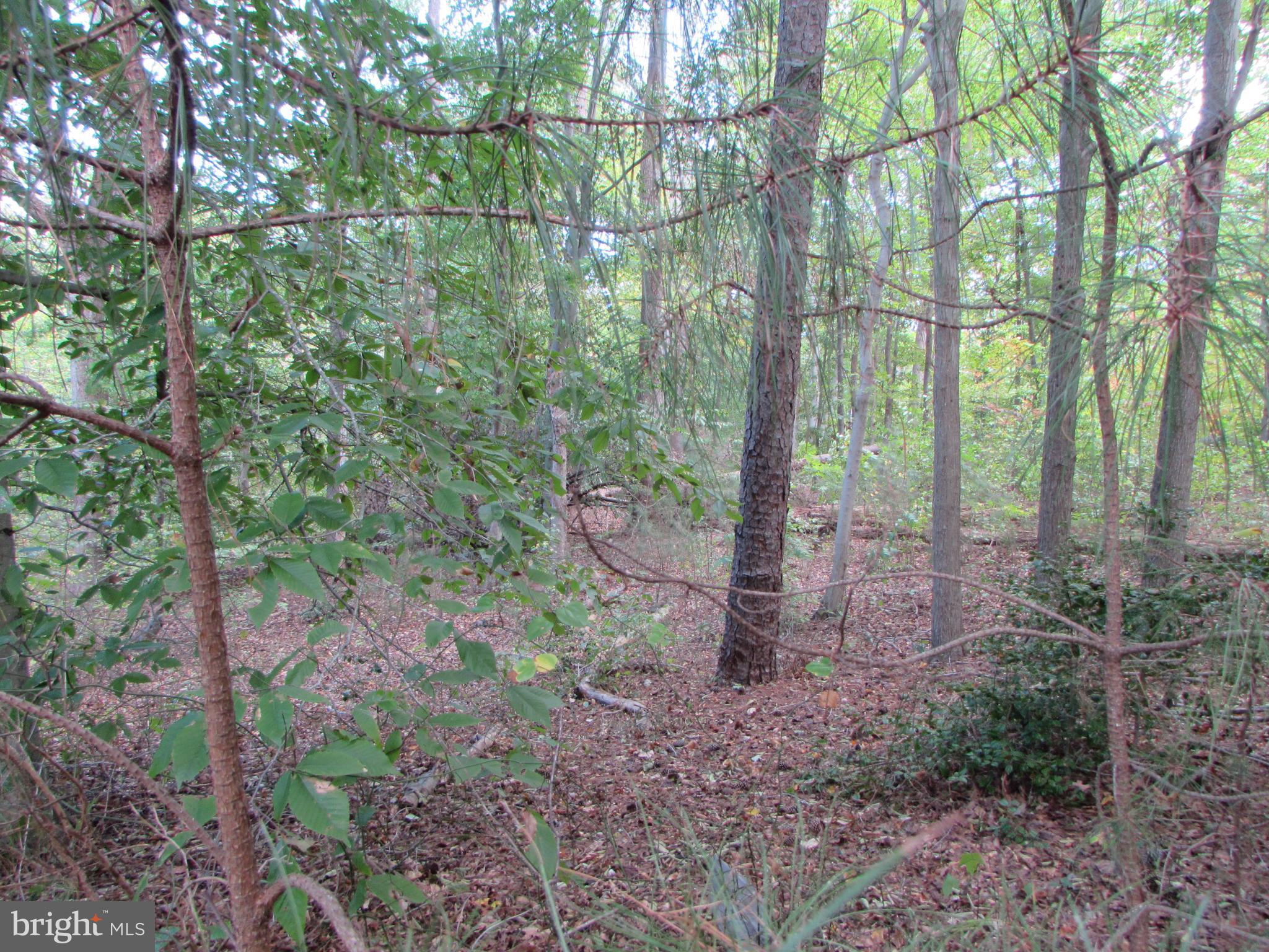 145 Stafford Road Prince Frederick, MD 20678 - Photo 3 of 5 a view of a forest that has large trees