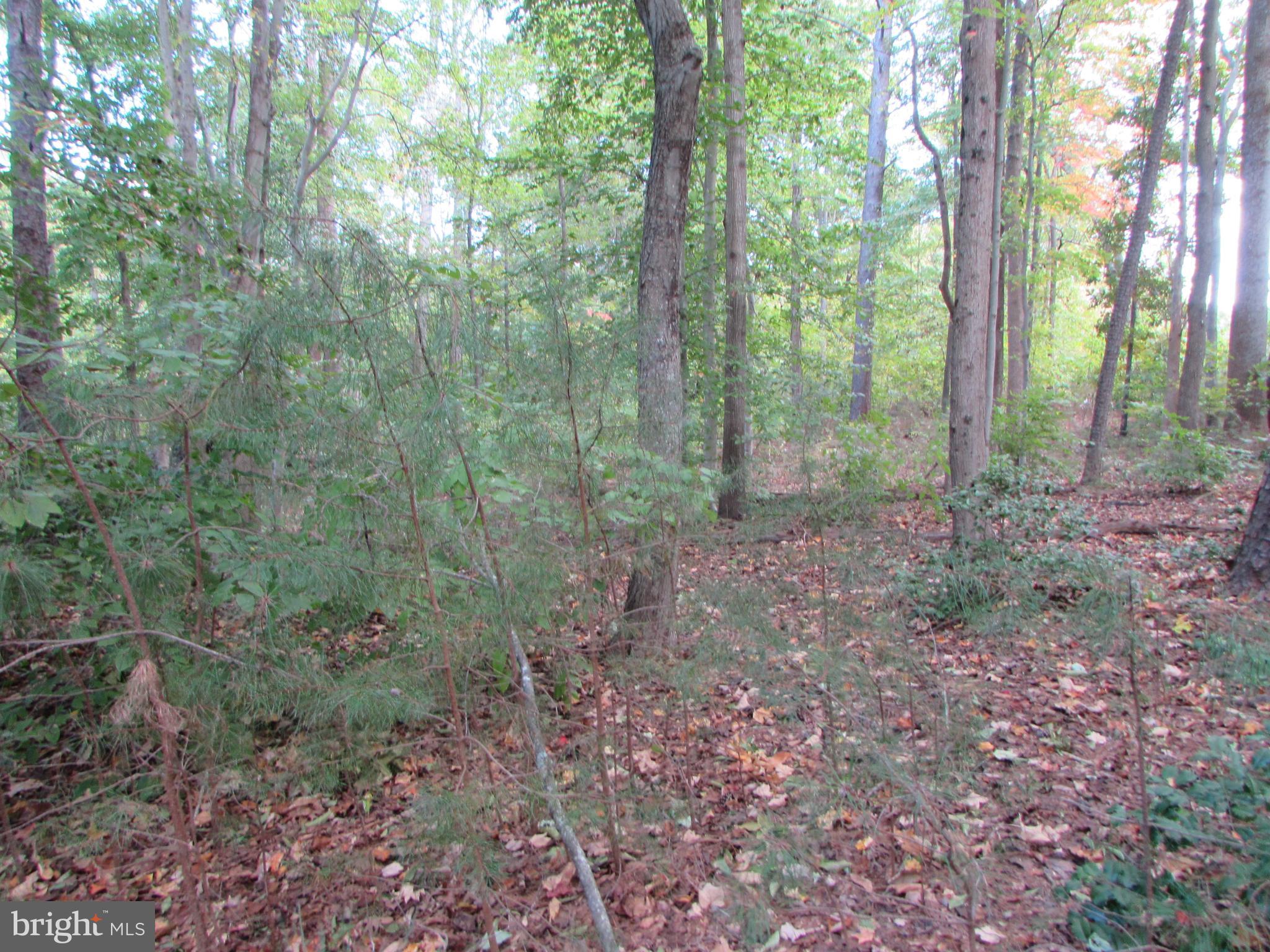 145 Stafford Road Prince Frederick, MD 20678 - Photo 4 of 5 a view of a forest with trees in the background