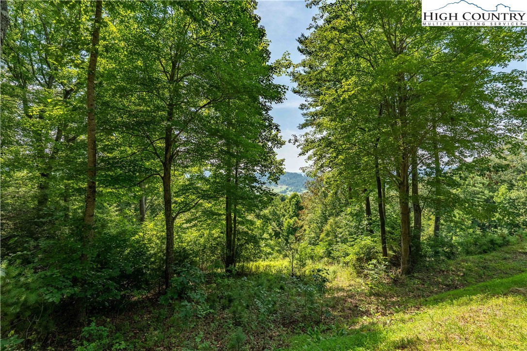 Lot 32 Lake Ridge Butler, TN 37640 - Photo 29 of 30 a view of a yard with plants and large trees