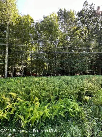 a view of a yard with a tree