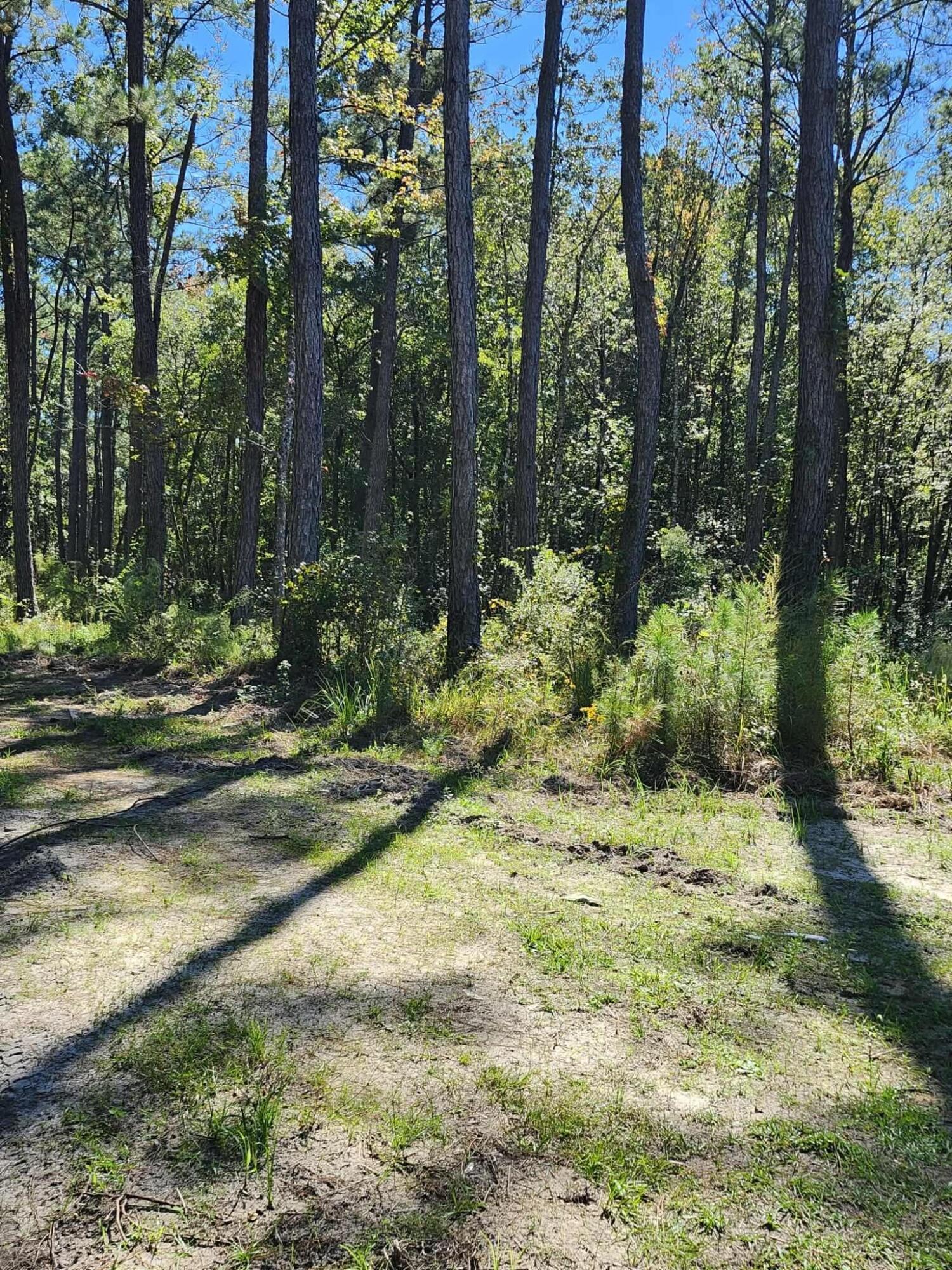 402 Smokehouse Lake Road Ponce de Leon, FL 32455 - Photo 12 of 13 a view of a yard with plants and trees