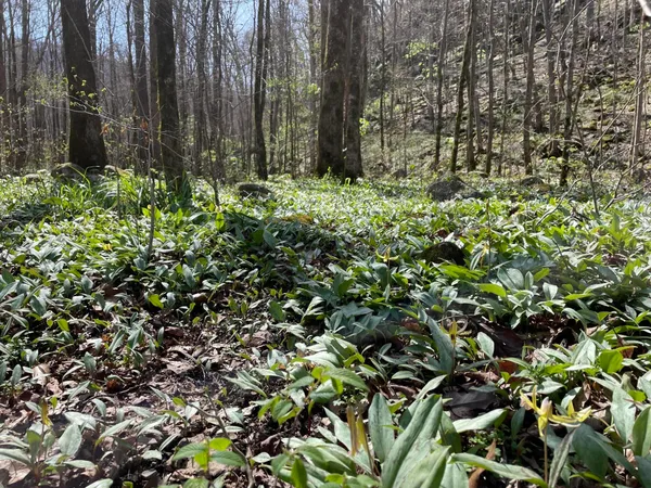 $599,900 | 3895 Coppinger Cove Road, Sequatchie, TN 37374