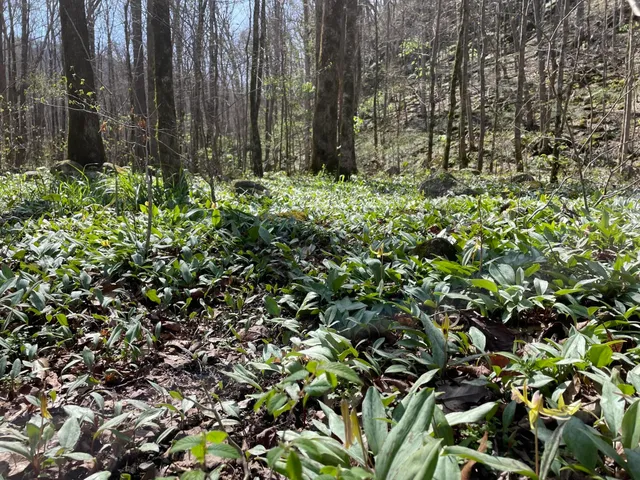 $599,900 | 3895 Coppinger Cove Road, Sequatchie, TN 37374