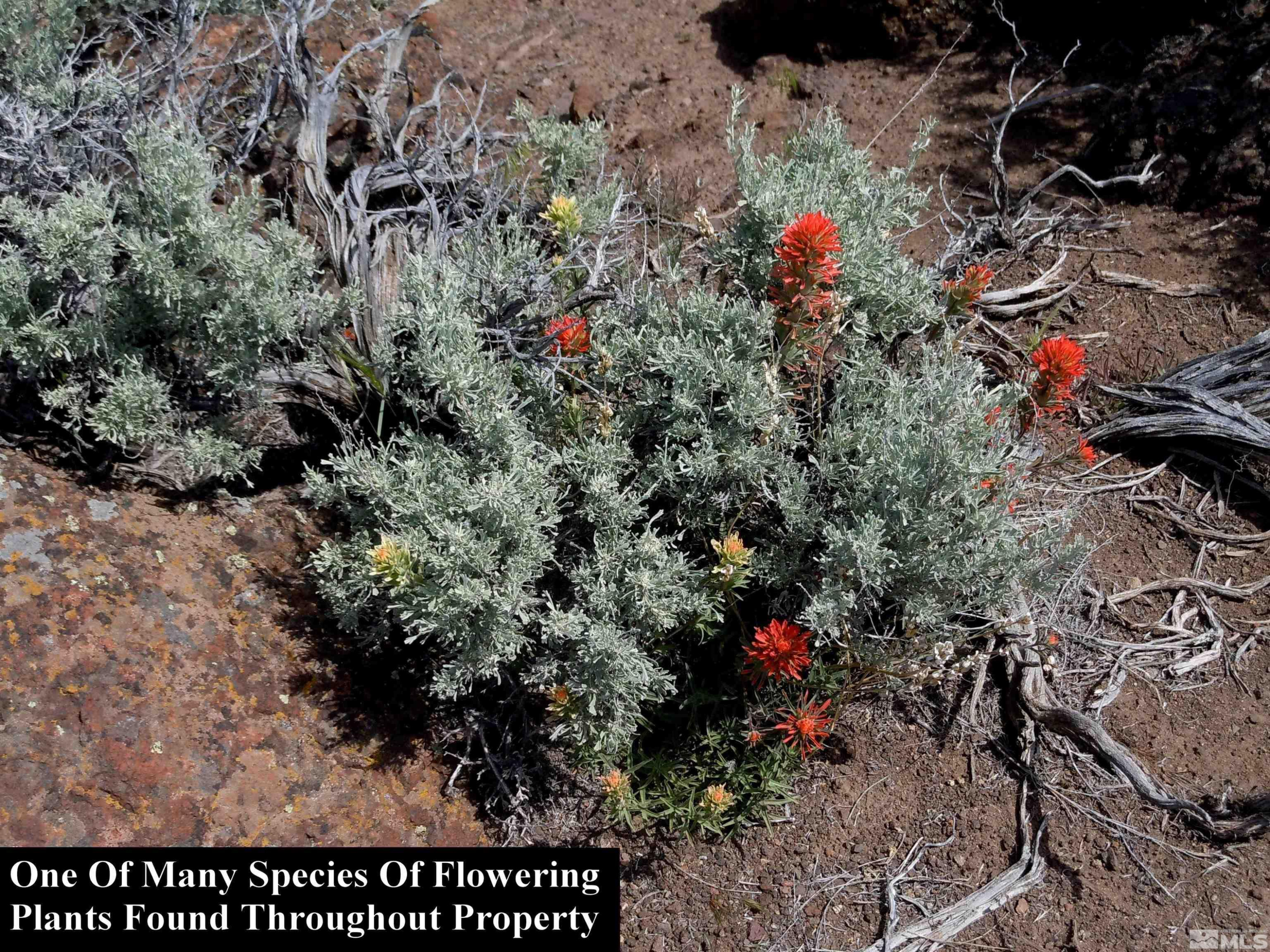 0 Unspecified Gerlach, NV 89412 - Photo 12 of 40 a picture of flowers