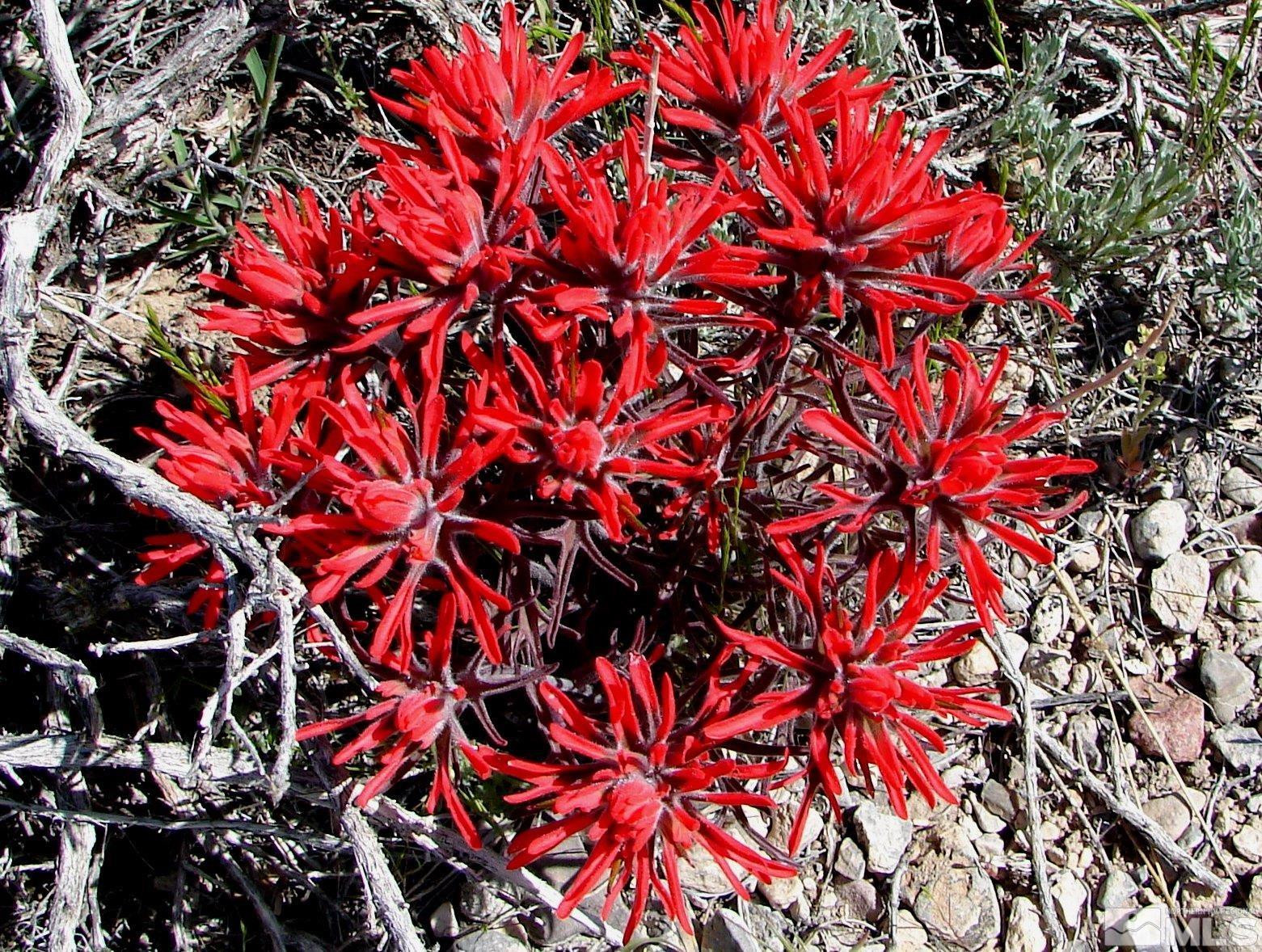 0 Unspecified Gerlach, NV 89412 - Photo 14 of 40 a picture of a tree