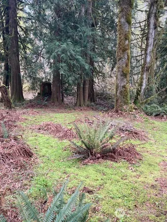 a view of a backyard with large trees