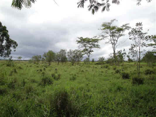 117-0 North Pszyk Road Mountain View, HI 96771 - Photo 3 of 3