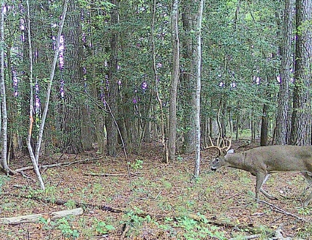 11.770 Daugherty Road Onancock, VA 23417 - Photo 5 of 13