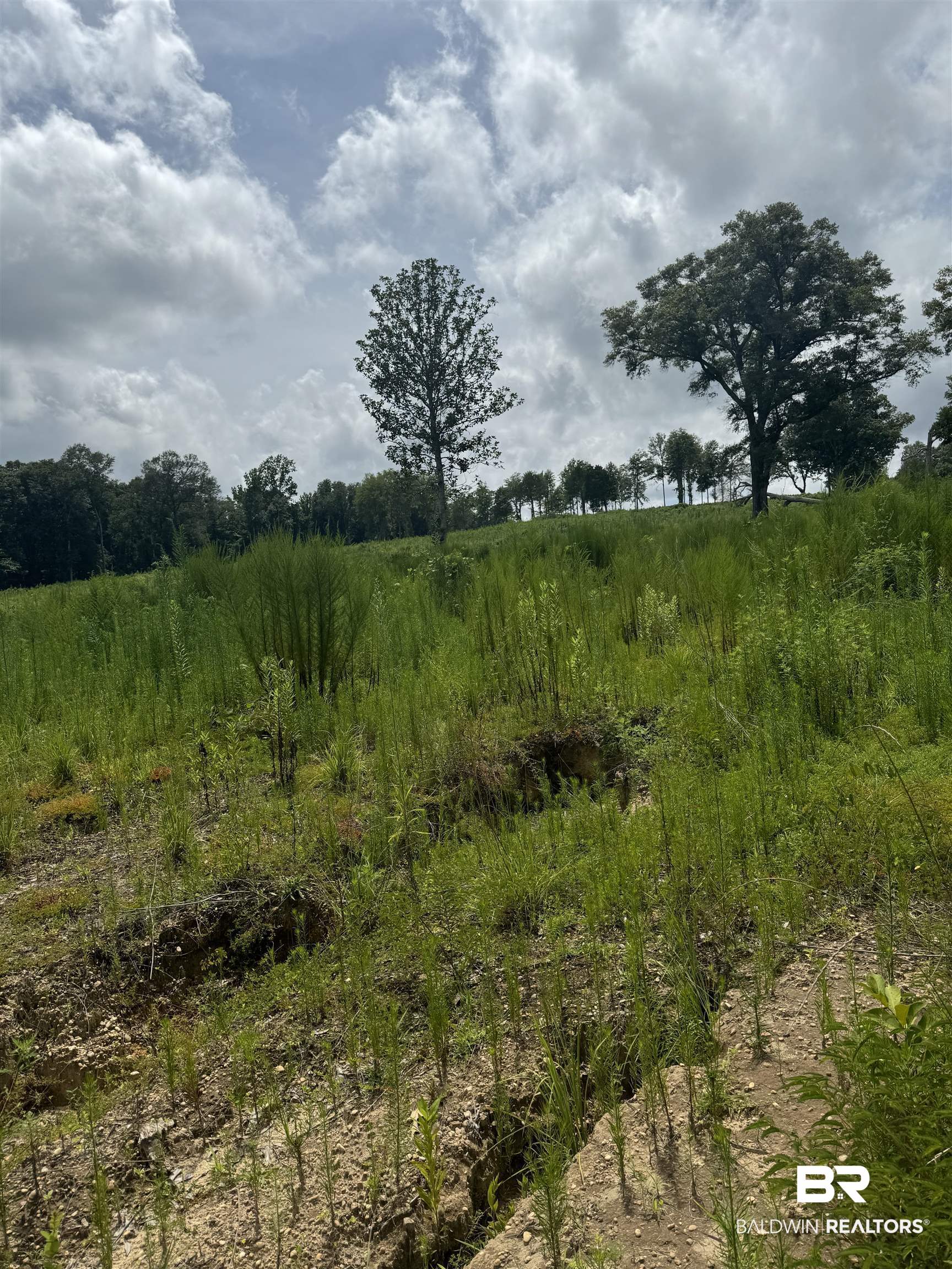 0 Deer Creek Road Monroeville, AL 36460 - Photo 8 of 19 View of nature