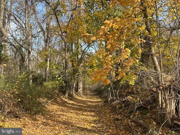 a view of a yard of the tree