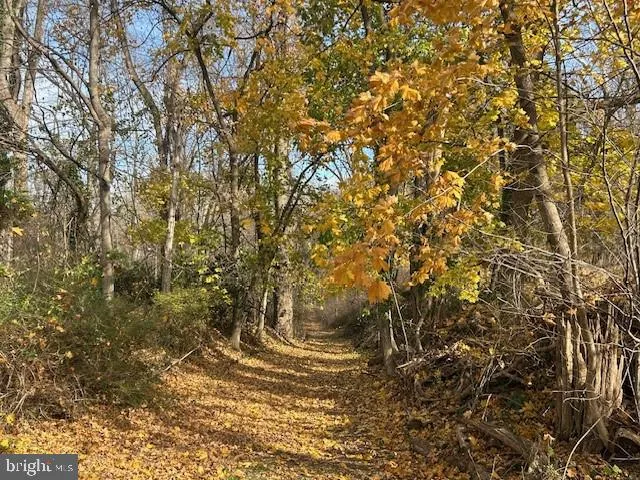 a view of a yard of the tree