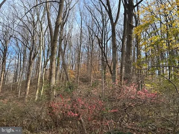 a view of a tree in the middle of a yard