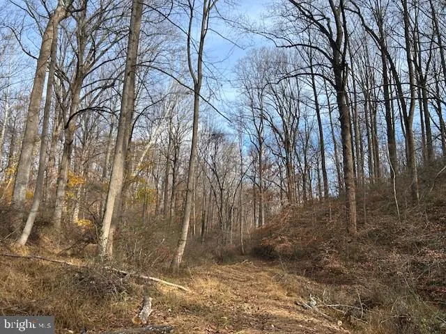 a view of a yard with trees in front of it