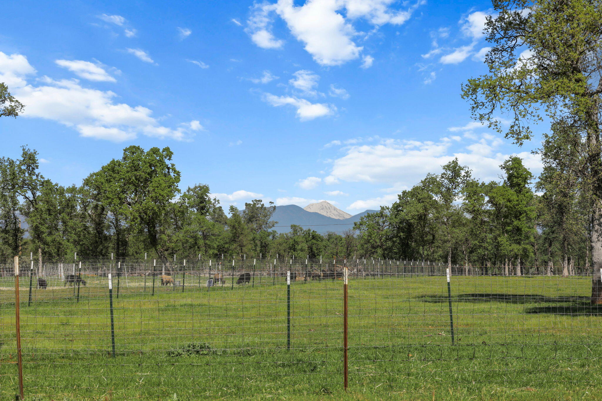 22989 Antler Road Millville, CA 96062 - Photo 22 of 29 69-web-or-mls-LZ0A0496