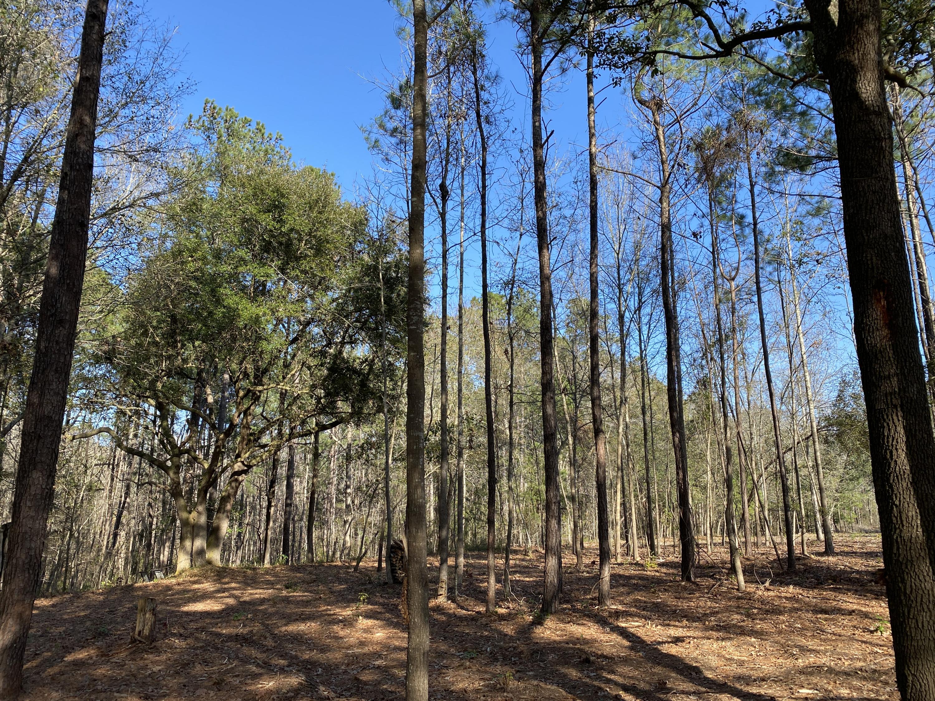 0 Power House Road, Unit LOT 7 Moncks Corner, SC 29461 - Photo 11 of 16 Photo - 11