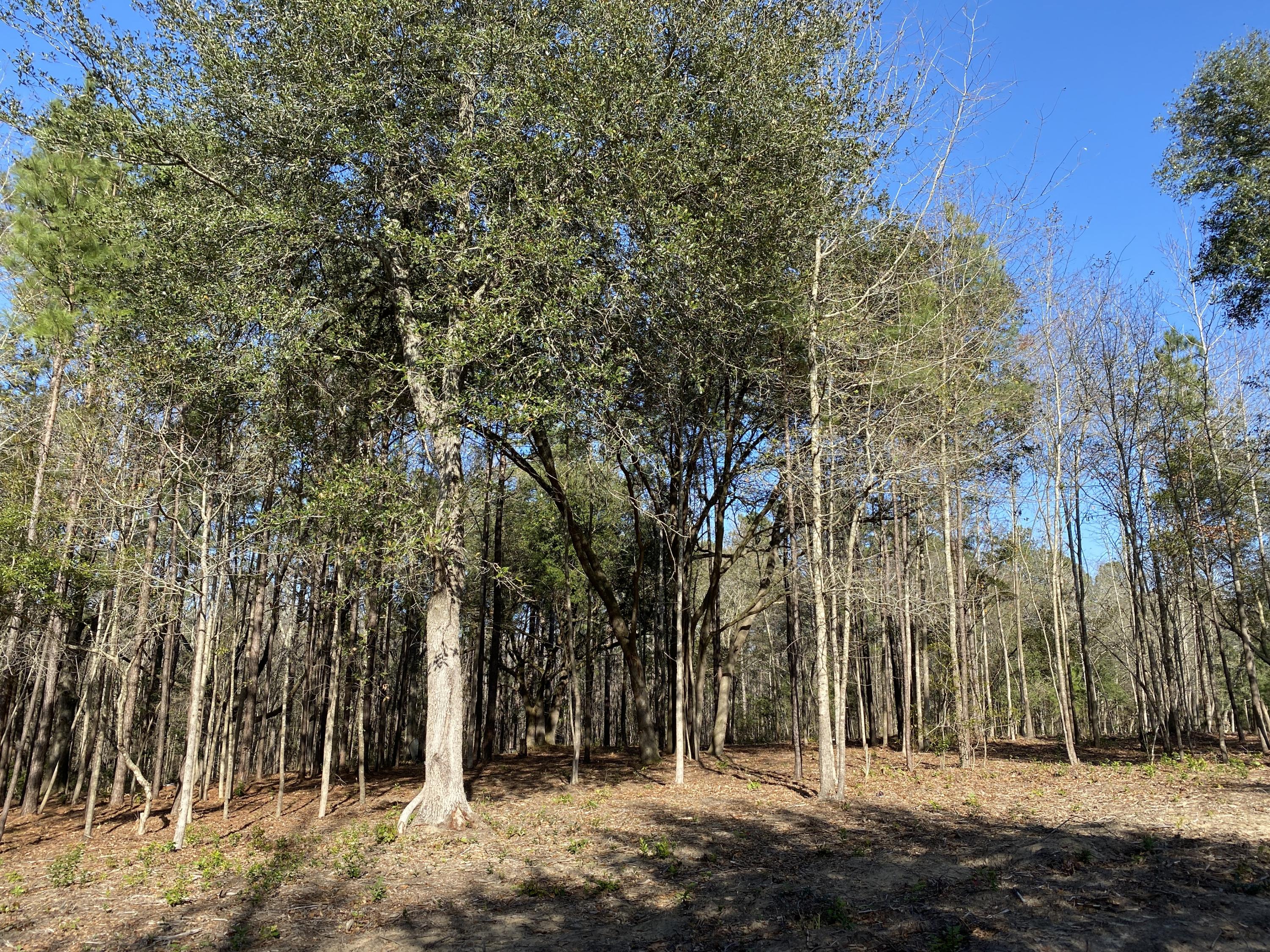 0 Power House Road, Unit LOT 7 Moncks Corner, SC 29461 - Photo 10 of 16 Photo - 10
