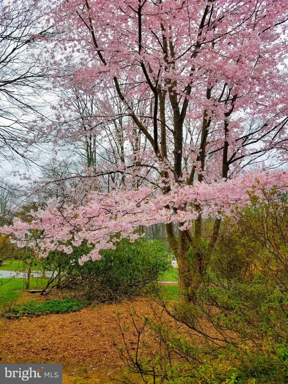 651 Knox Road Wayne, PA 19087 - Photo 59 of 59 Blooming tree