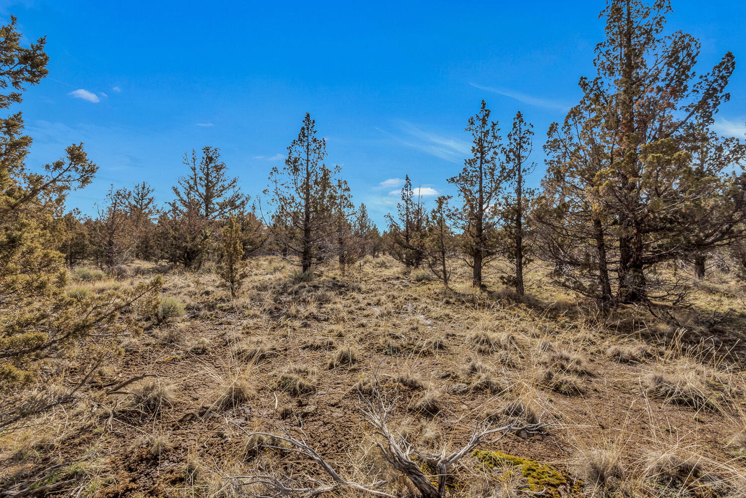 18359 Pinehurst Road Bend, OR 97703 - Photo 29 of 37 Native landscape