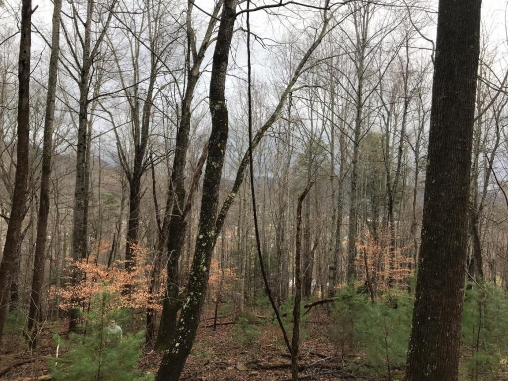 Tbd Bailey Hollow Road Erwin, TN 37650 - Photo 3 of 11 Photo 3