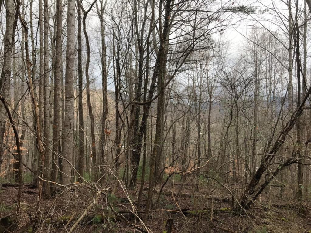 Tbd Bailey Hollow Road Erwin, TN 37650 - Photo 5 of 11 Photo 5
