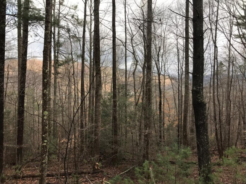 Tbd Bailey Hollow Road Erwin, TN 37650 - Photo 6 of 11 Photo 6