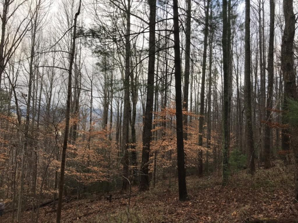 Tbd Bailey Hollow Road Erwin, TN 37650 - Photo 8 of 11 Photo 8