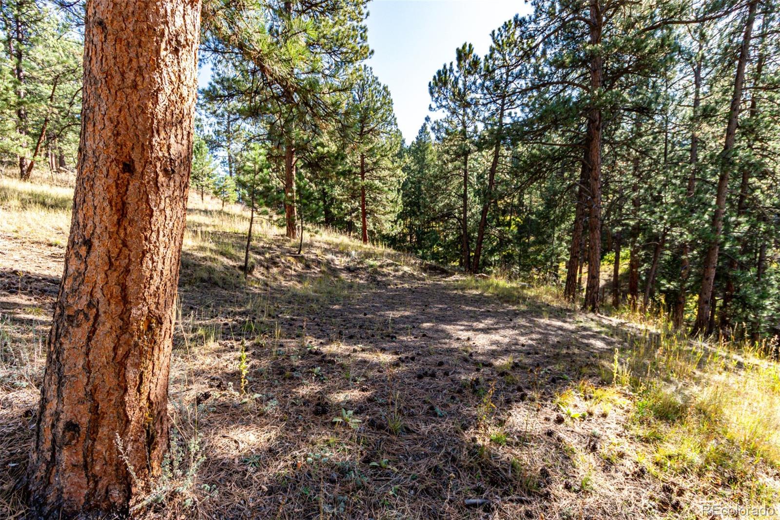 27406 Mountain Park Road Evergreen, CO 80439 - Photo 14 of 16