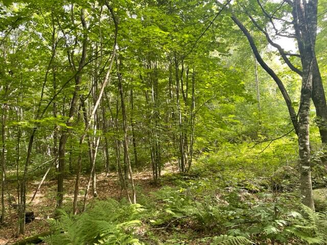 Lot 6 Ward Ridge Wellington, ME 04942 - Photo 3 of 4 IMG_5565