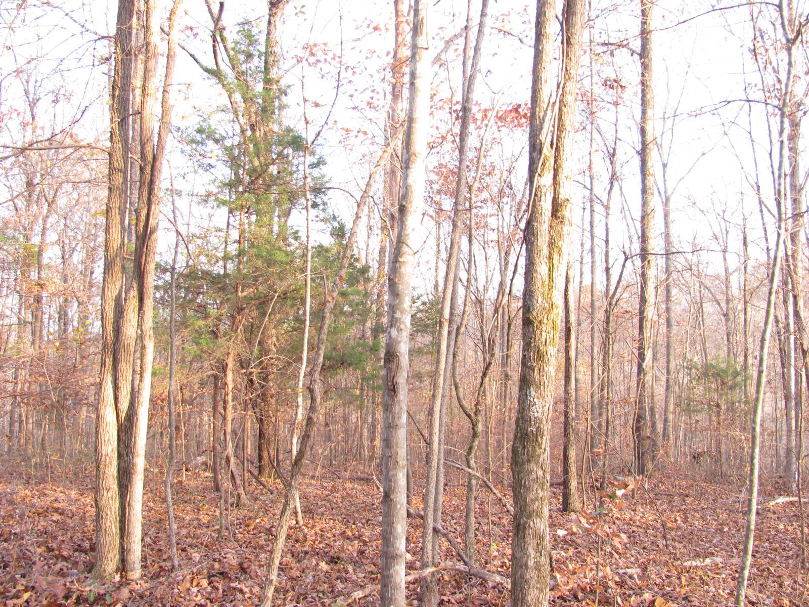 0 Cave Branch Road Vanleer, TN 37181 - Photo 1 of 15 Gallery Image 1