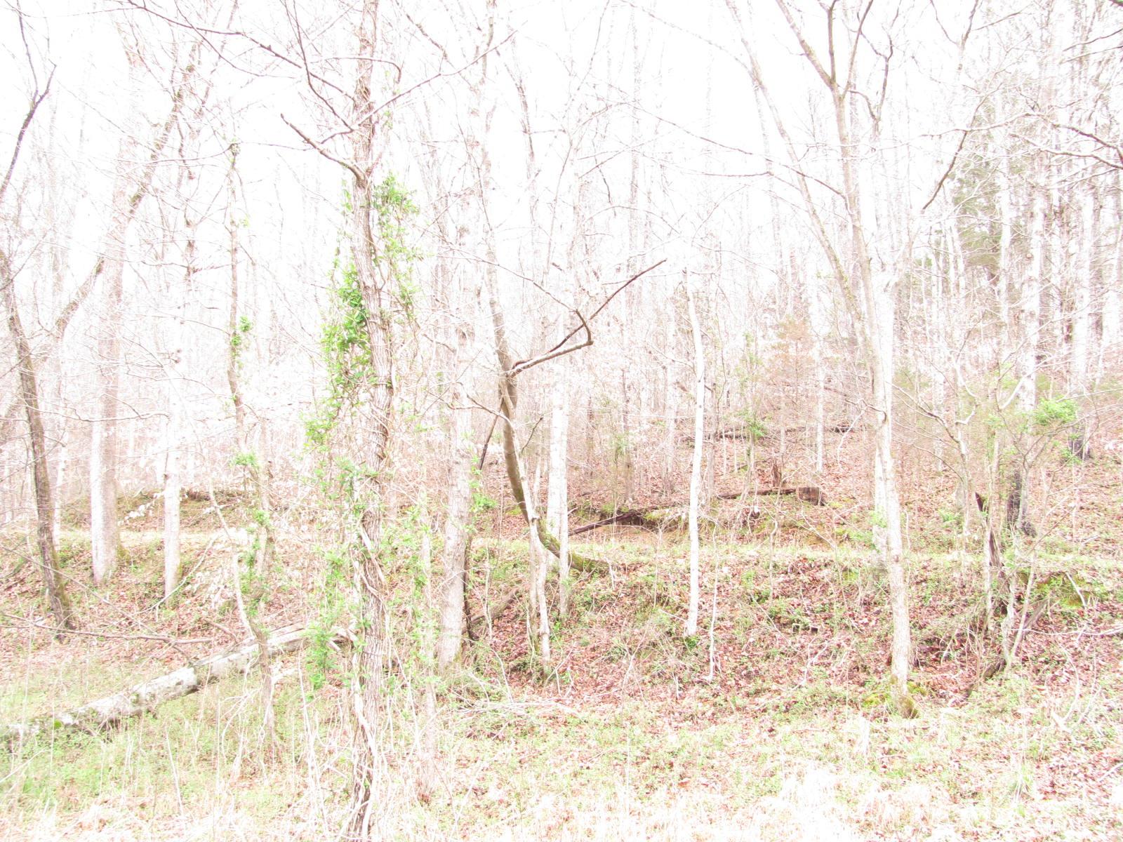 0 Cave Branch Road Vanleer, TN 37181 - Photo 13 of 15 Gallery Image 13