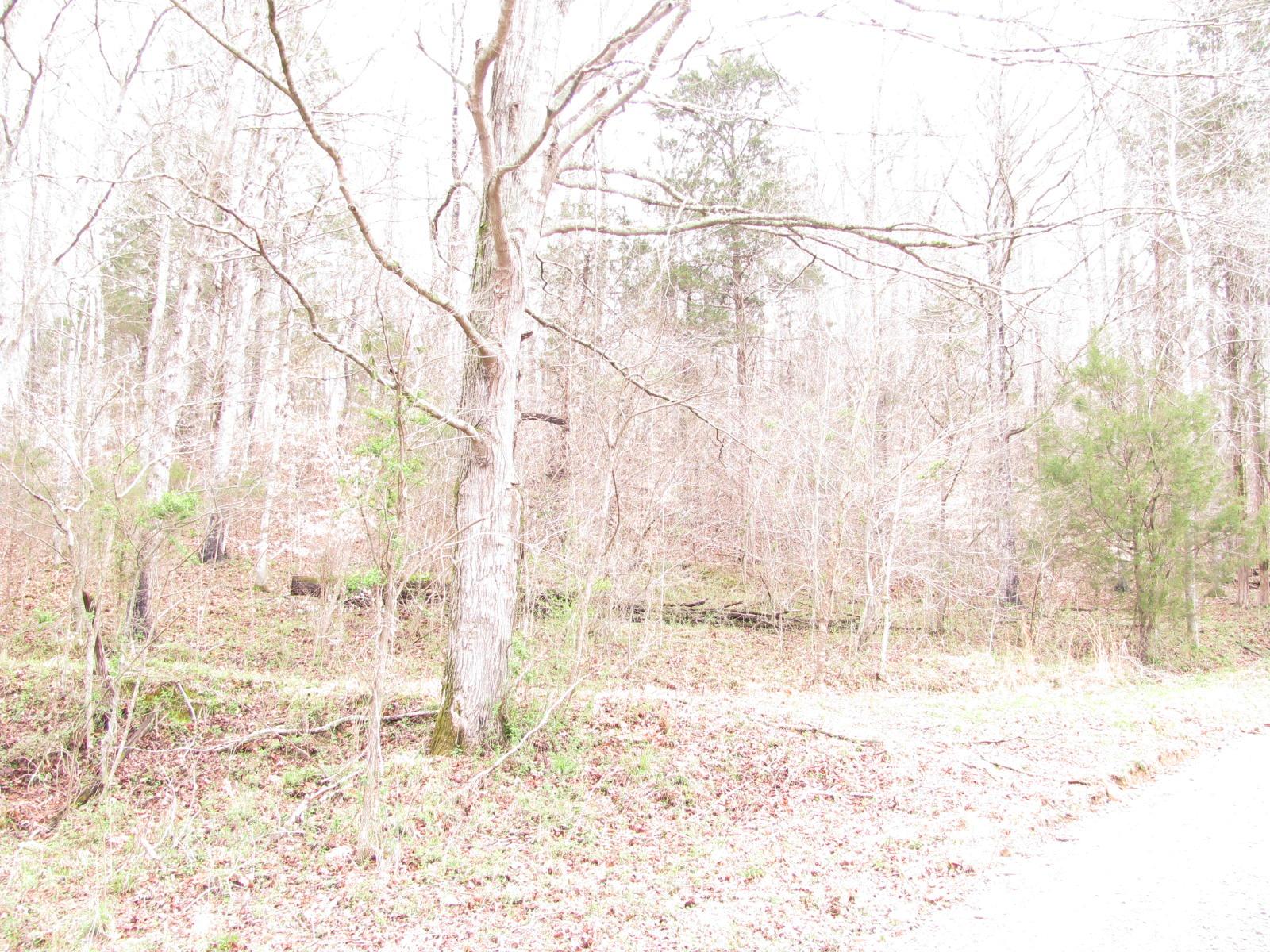 0 Cave Branch Road Vanleer, TN 37181 - Photo 14 of 15 Gallery Image 14