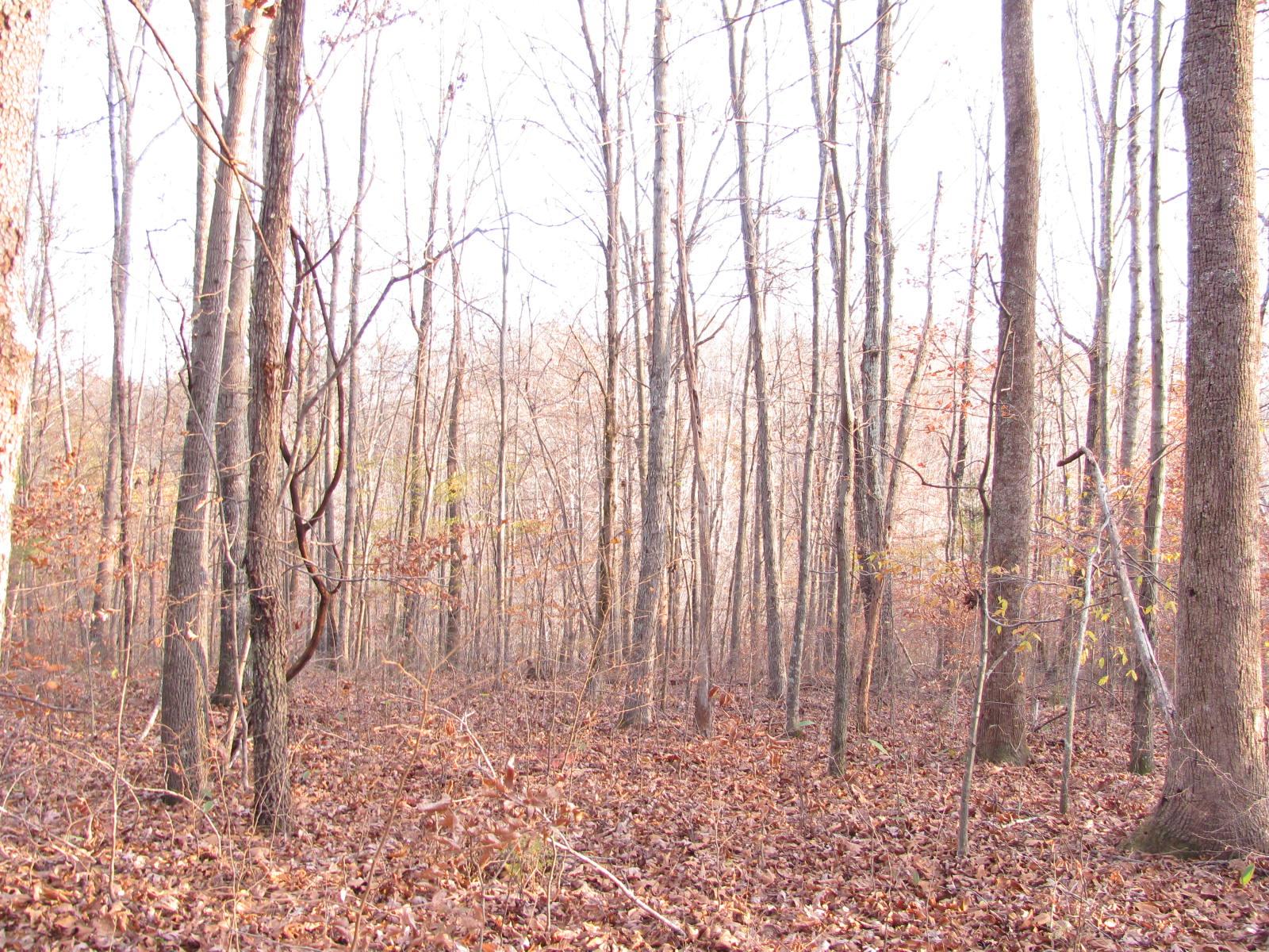 0 Cave Branch Road Vanleer, TN 37181 - Photo 2 of 15 Gallery Image 2