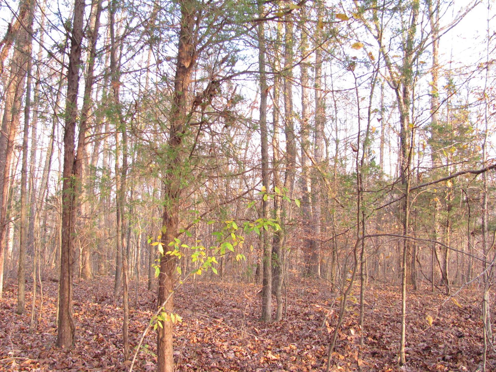 0 Cave Branch Road Vanleer, TN 37181 - Photo 3 of 15 Gallery Image 3