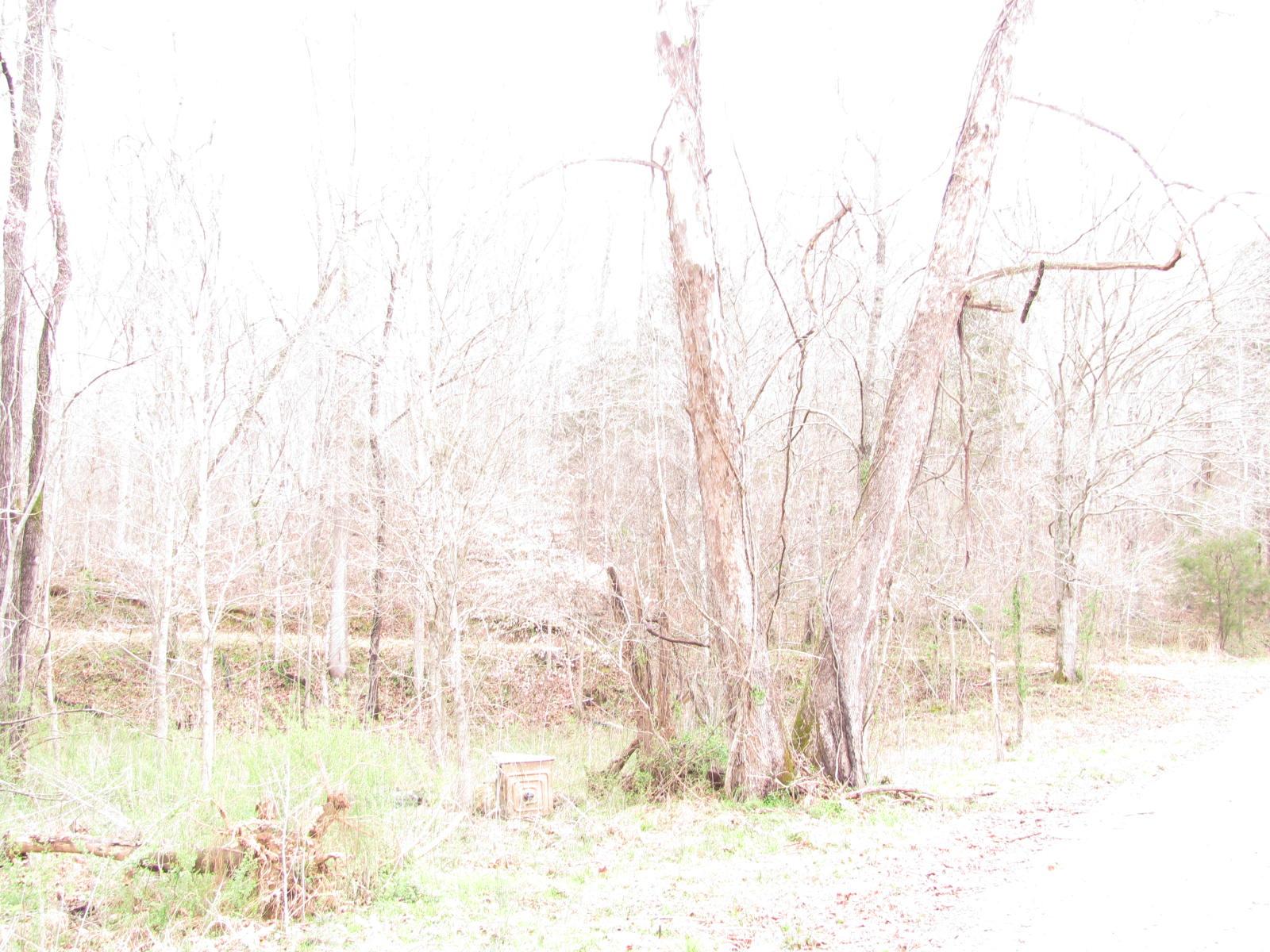 0 Cave Branch Road Vanleer, TN 37181 - Photo 8 of 15 Gallery Image 8