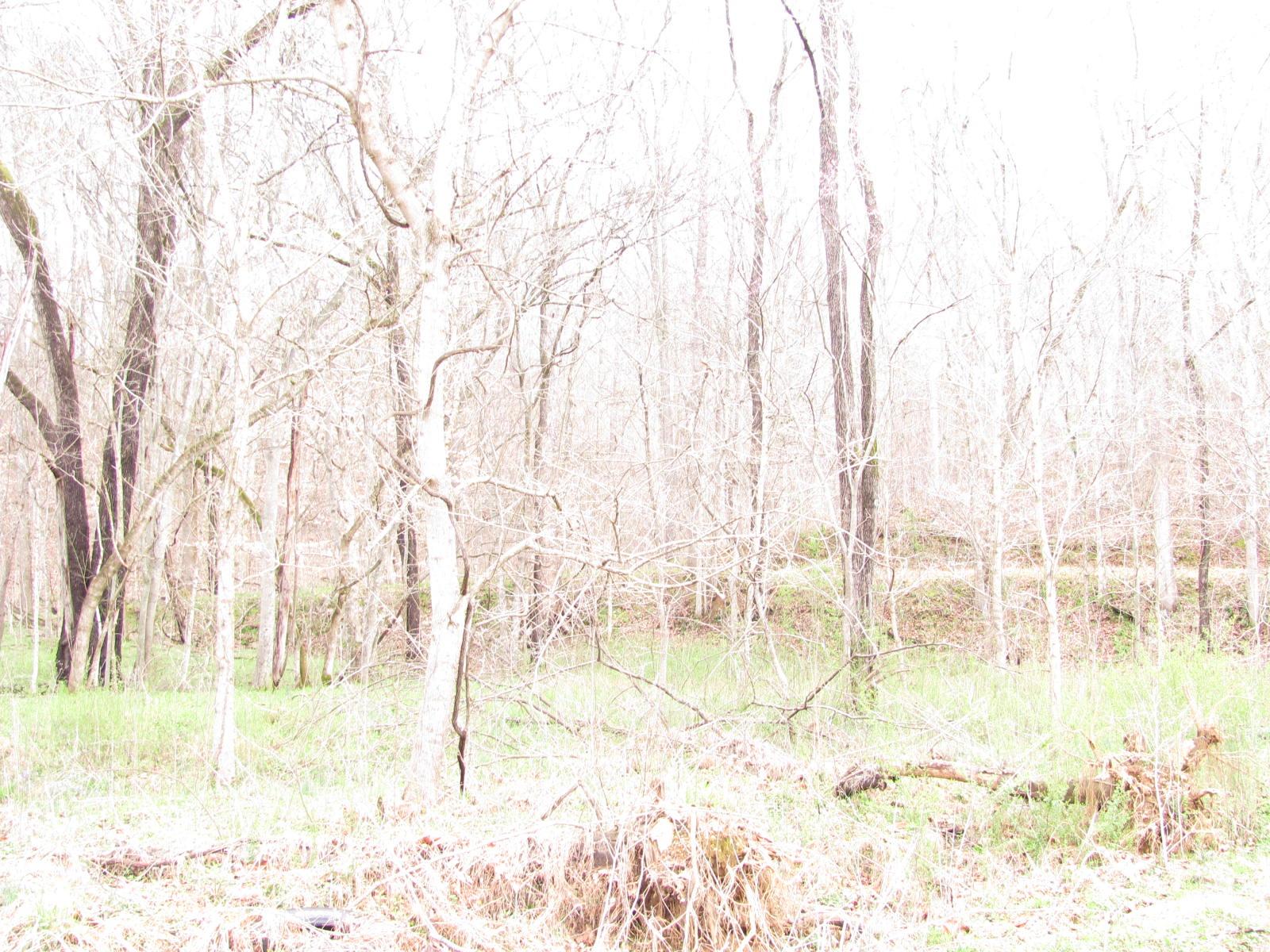 0 Cave Branch Road Vanleer, TN 37181 - Photo 9 of 15 Gallery Image 9