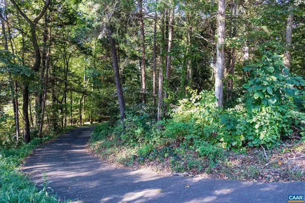 a view of a forest with a tree
