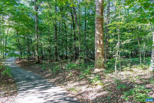 a view of a forest with trees in the background