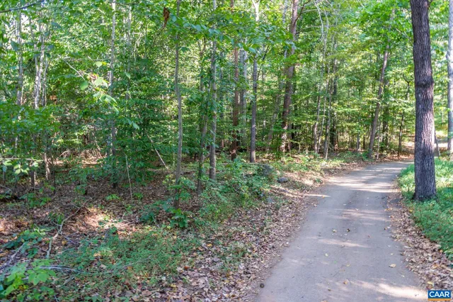 a view of a yard with plants and large trees