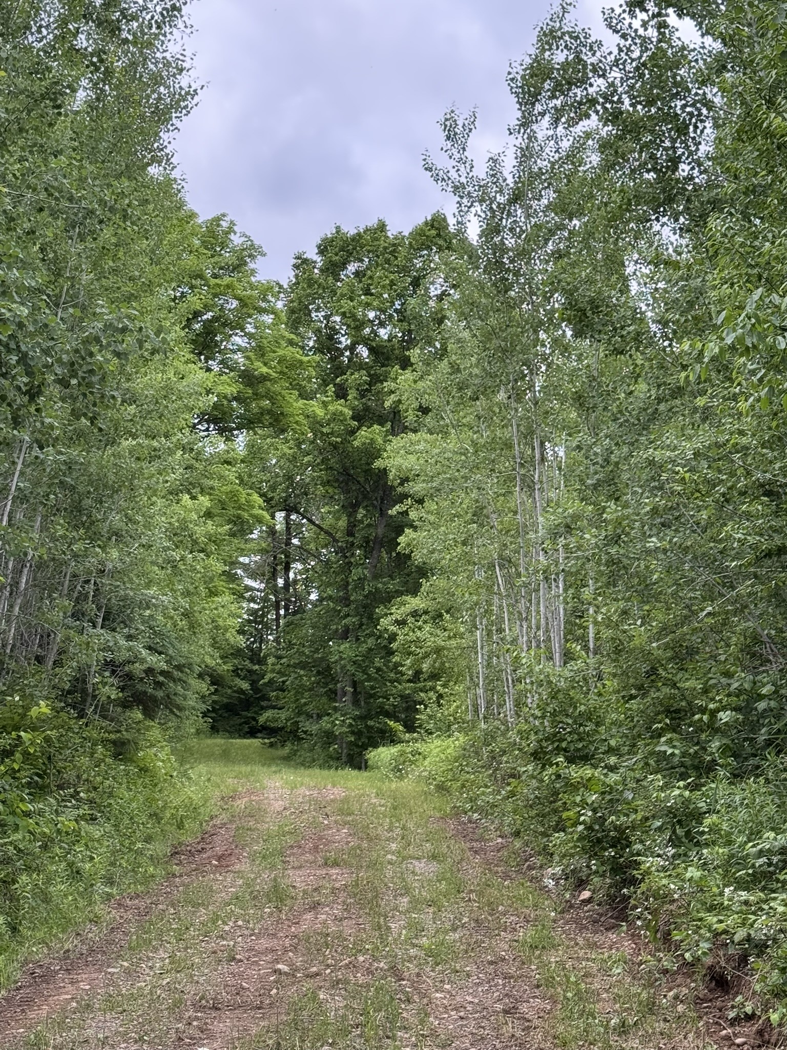 75134 West Road Butternut, WI 54514 - Photo 6 of 35