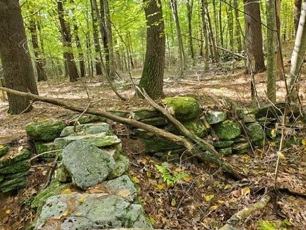 57-81 Purgatory Road Sutton, MA 01590 - Photo 3 of 3 a view of a yard with plants and large trees