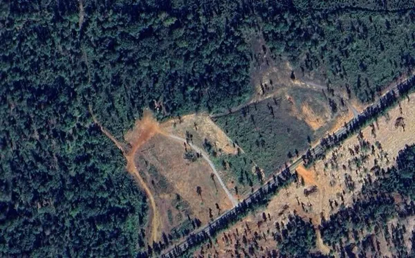 a view of a forest with a tree