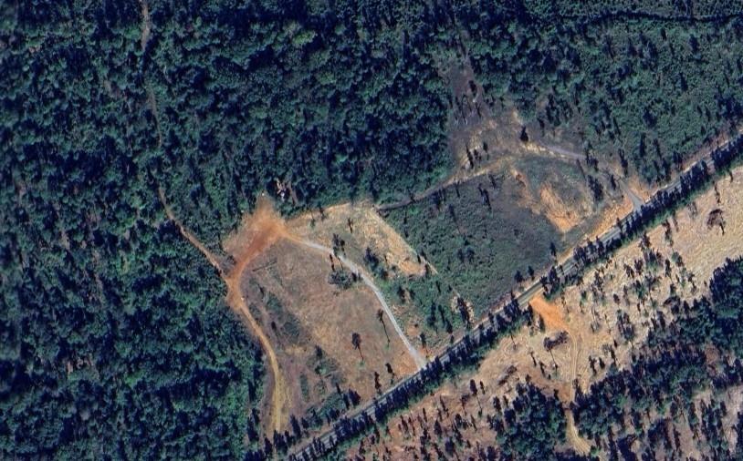 a view of a forest with a tree