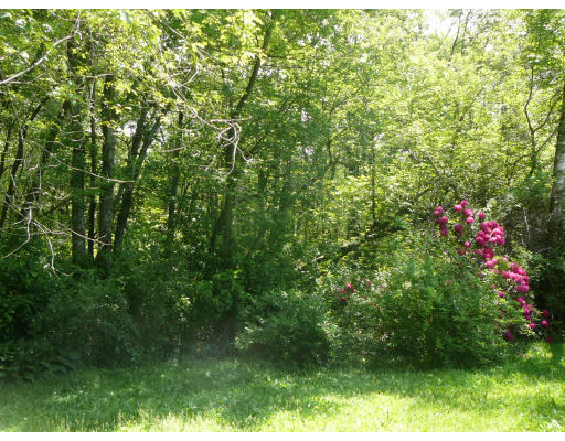 75 Holmes Street Halifax, MA 02338 - Photo 17 of 29 a view of a lush green forest