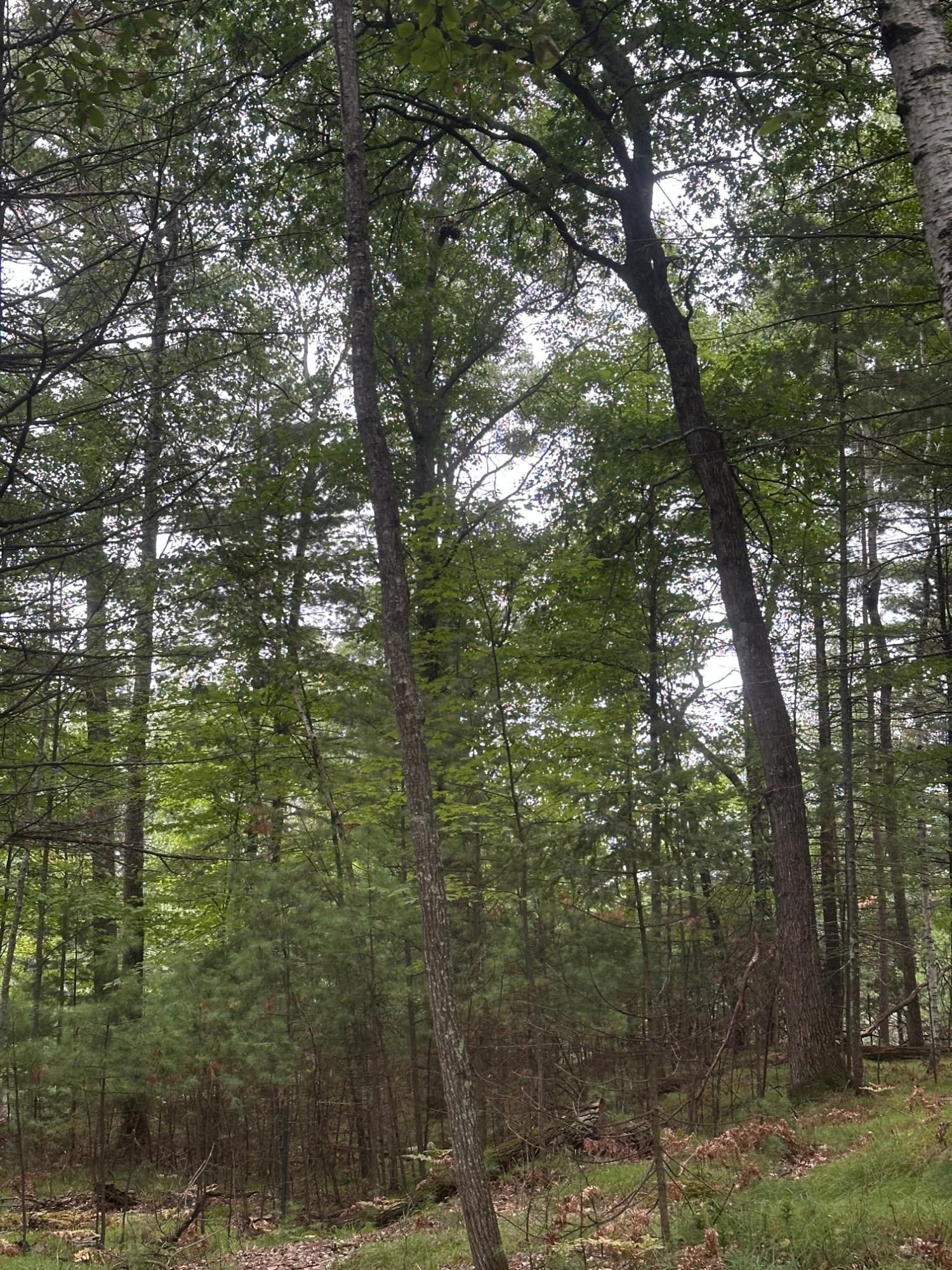 Near Sand Lake Road Crandon, WI 54520 - Photo 1 of 1 Gallery Image 1