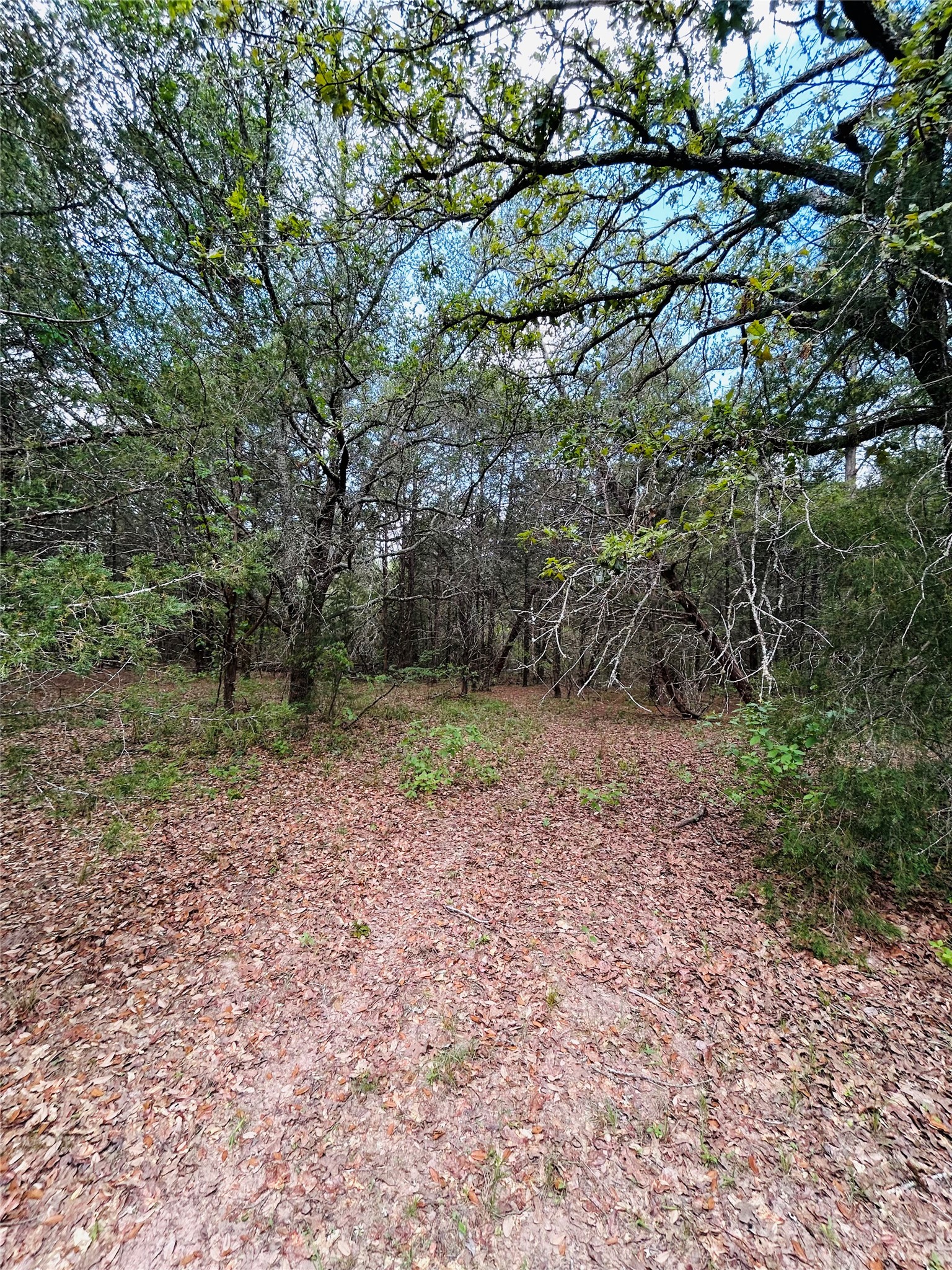 32-acres Dunlavy Road Cat Spring, TX 78933 - Photo 12 of 18