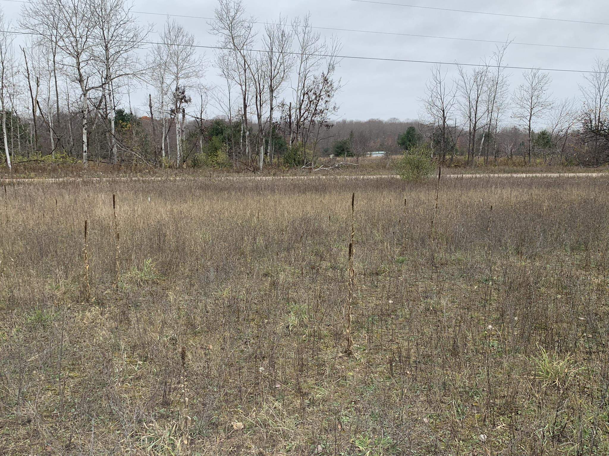 7443 Brady Road, Unit LOT: 3 Onaway, MI 49765 - Photo 11 of 17 Gallery Image 11