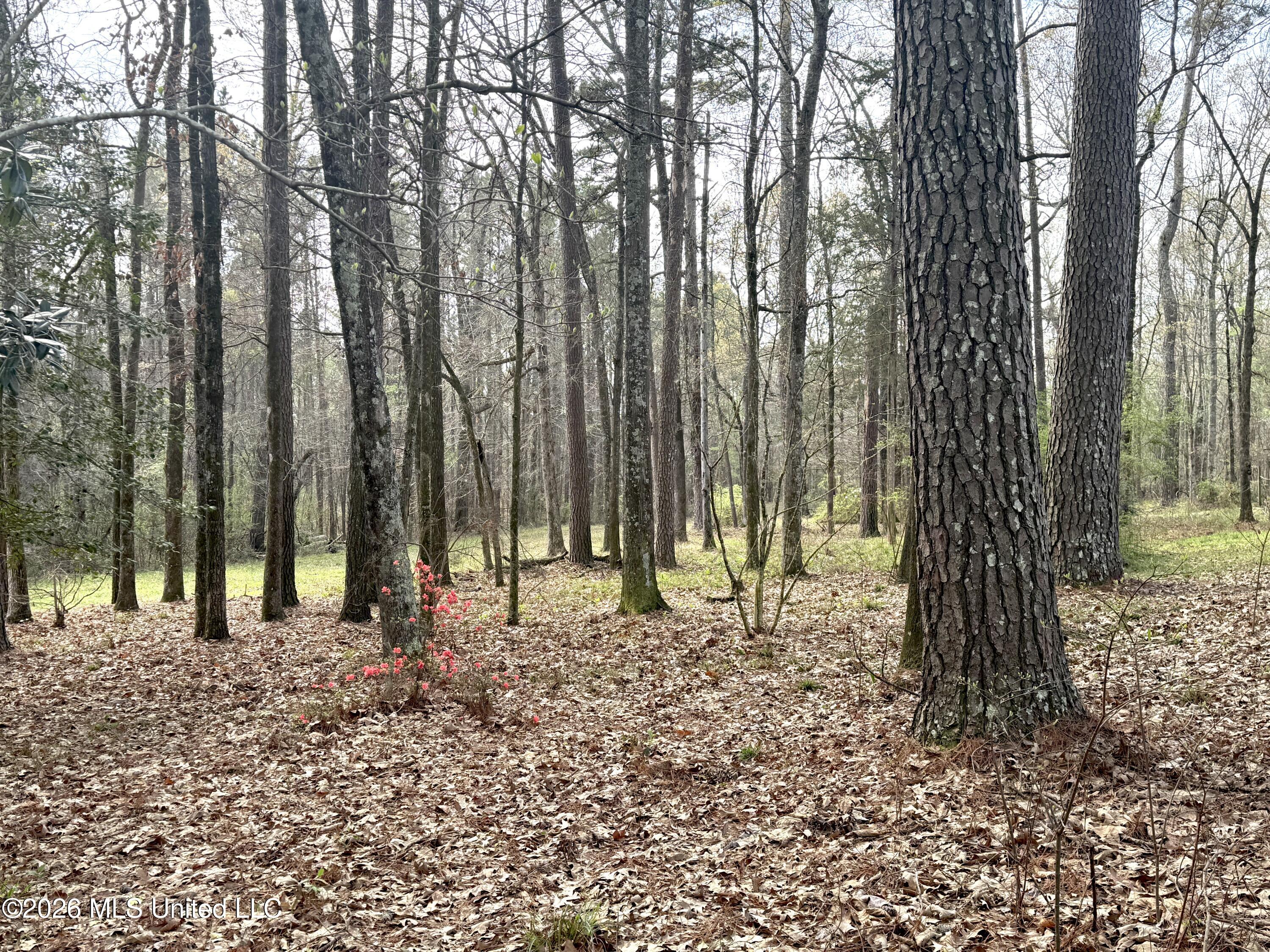 1073 Ratliff Ferry Road Canton, MS 39046 - Photo 6 of 20 IMG_7906