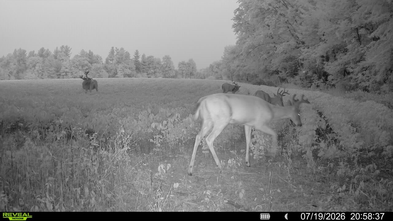 0 Little Sweden Road Osseo, WI 54758 - Photo 7 of 30